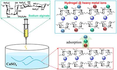 Ion-Induced Synthesis of Alginate Fibroid Hydrogel for Heavy Metal Ions Removal